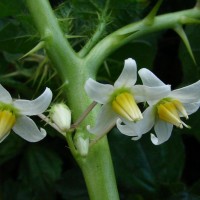 Solanum capsicoides All.